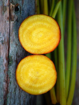 'Touchstone Gold' Bete