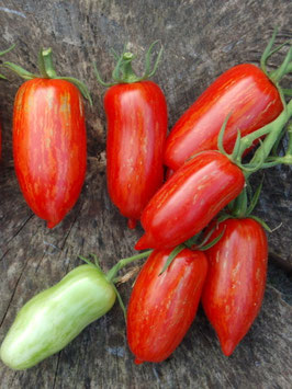 'Cassady's Folly' Flaschentomate