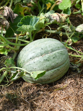 'Amish' Zuckermelone *NEU*