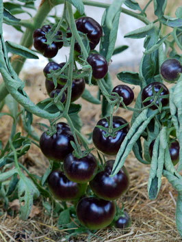 'Blue Streak' Stabtomate