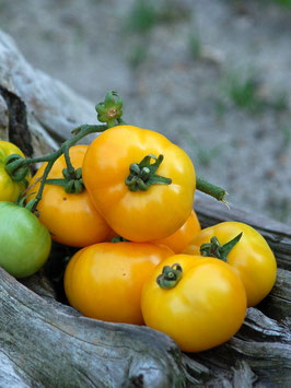 'Jana Delicia' Buschtomate