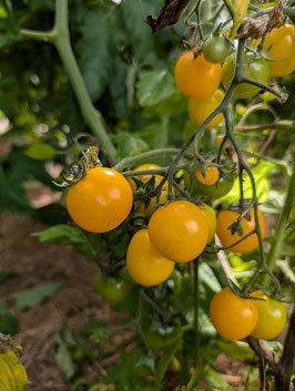 'Minigold' Buschtomate