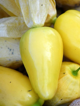 'Chupon De Malinalco' Tomatillo *NEU*