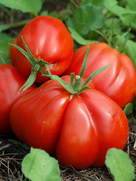 'Italian Red Pear' Beuteltomate