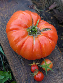 'Myra's Giant' Fleischtomate *NEU*