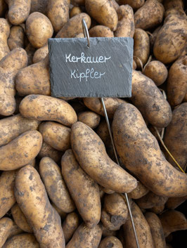'Kerkauer Kipfler' Kartoffel