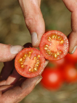 'Cerise, Rot' Kirschtomate *NEU*