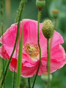 Mohn-Mischung