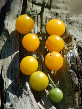 'Golden Currant' Wildtomate