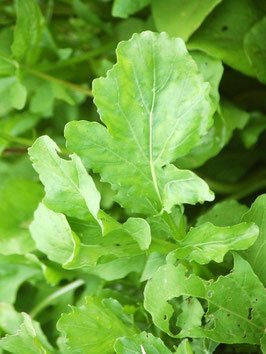 Rucola (Salatrauke)