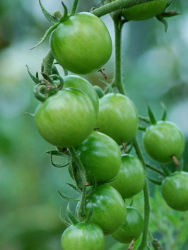 'Chadwicks Cherry' Kirschtomate