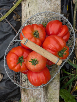 'Muchamiel' Fleischtomate