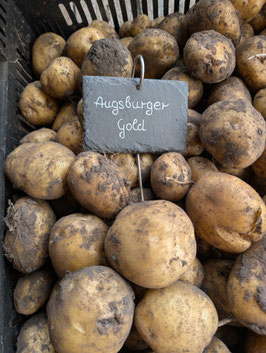 'Augsburger Gold' Kartoffel *NEU*