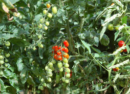 'Teardrop' Kirschtomate