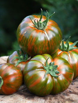 'Chocolate Stripe' Stabtomate *NEU*