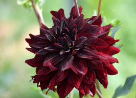 Black Jack - Dahlienknolle