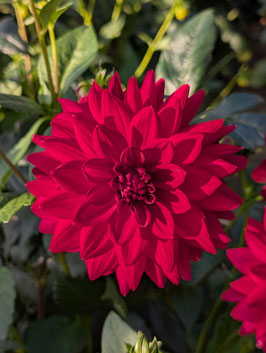 Arabian Night - Dahlienknolle