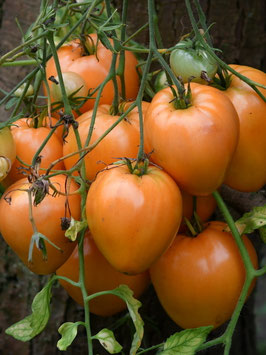 'Heart of Ashgabat' Fleischtomate *NEU*