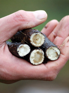 'Einjährige' Schwarzwurzel