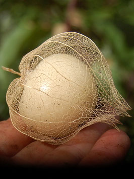 'Grosse Gelbe Süsse' Tomatillo *NEU*