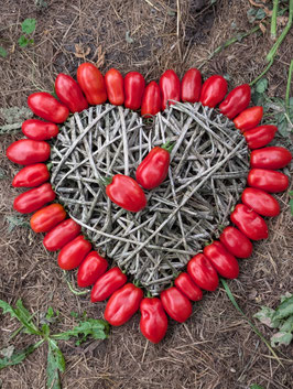 'Howard German' Flaschentomate