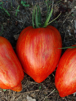 'Speckled Roman' Flaschentomate