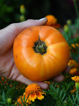 'Barnes Mountain Orange' Fleischtomate *NEU*