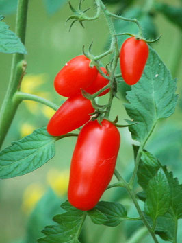 'Pimula' Flaschentomate