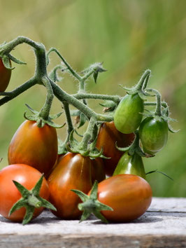 'Chocolate Pear' Kirschtomate *NEU*