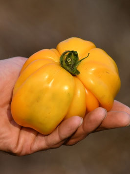 'Yellow Stuffer' Stabtomate *NEU*