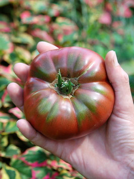 'Polaris' Fleischtomate *NEU*