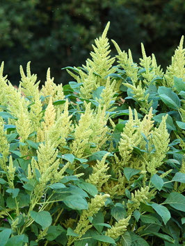 'Alegria' Amaranth *NEU*