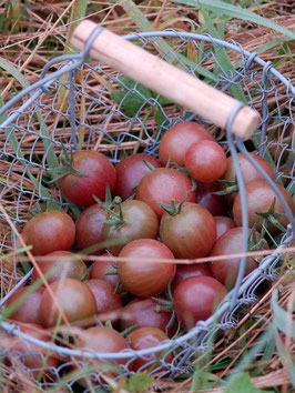 'Black Cherry' Kirschtomate *NEU*