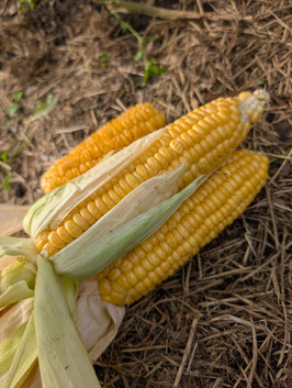 'Fisher's Earliest' Zuckermais *NEU*