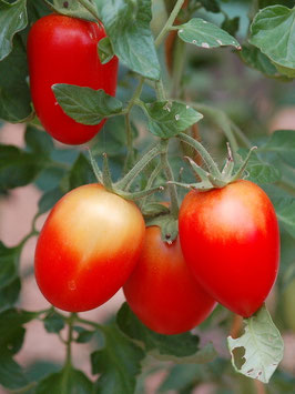'Rio Grande' Buschtomate *NEU*