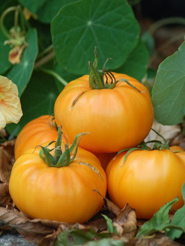 'Tobolsk' Fleischtomate