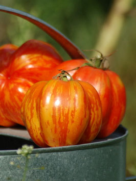 'Striped Cavern' Stabtomate