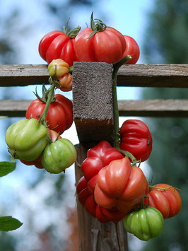 'Cherokee Chocolate' Stabtomate