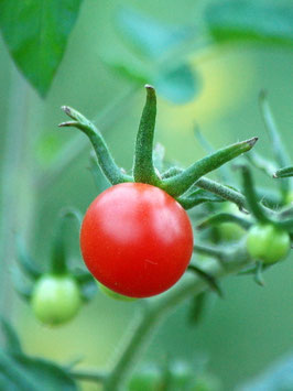 'Humboltii' Wildtomate