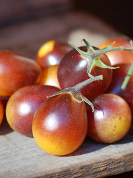 'Indigo Kumquat' Buschtomate