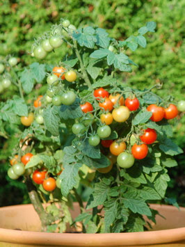 'Minibel' Zwergtomate