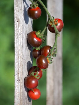 'Fahrenheit Blues' Kirschtomate