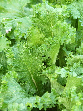 'Green Wave' Blattsenf