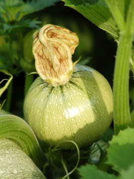 'Tondo Di Nizza' Zucchini