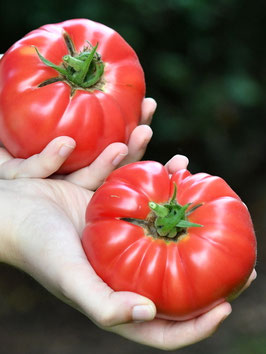 'Watermelon Beefsteak' Fleischtomate *NEU*