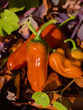 'Pippins Golden Honey' Paprika *NEU*