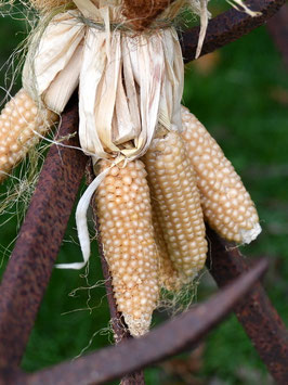 'Altai' Popcornmais *NEU*