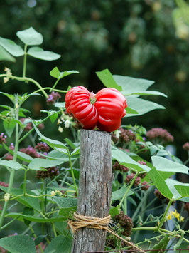 'Mushroom Basket' Fleischtomate *NEU*