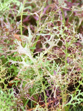 'Red Frills' Blattsenf