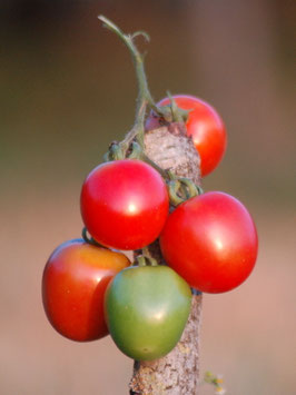 'Mirabelle Rot' Stabtomate